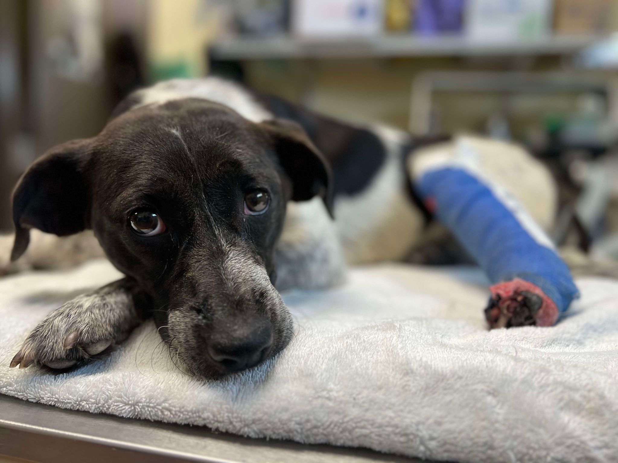 Kindest passerby rescued cattle dog thrown from moving vehicle Kindest passerby rescued cattle dog thrown from moving vehicle