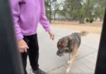 Hero German shepherd kills rabid wildcat saving life of his owner