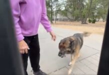Hero German shepherd kills rabid wildcat saving life of his owner