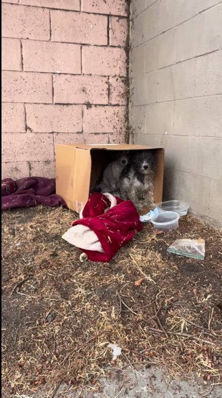 Heartbreaking: Abandoned mom with 2 skinny puppies left in cardboard box for days until rescuers came to save them