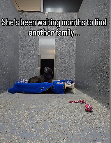 Heartbroken senior now at shelter more than 1000 days breaking our hearts Heartbroken senior now at shelter more than 1000 days breaking our hearts