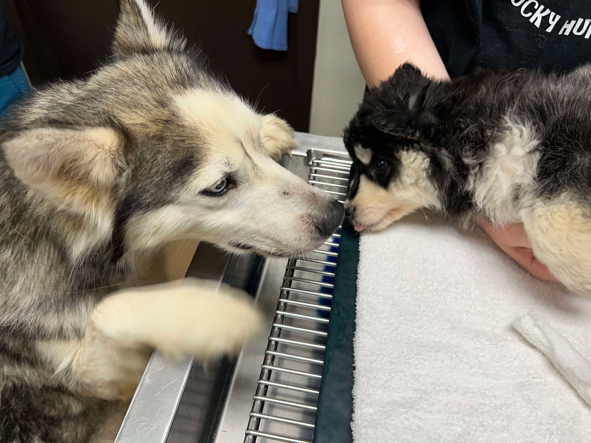 Severely emaciated Husky maternal instincts led her to prioritize her badly injured 2 month old puppy Severely emaciated Husky maternal instincts led her to prioritize her badly injured 2 month old puppy