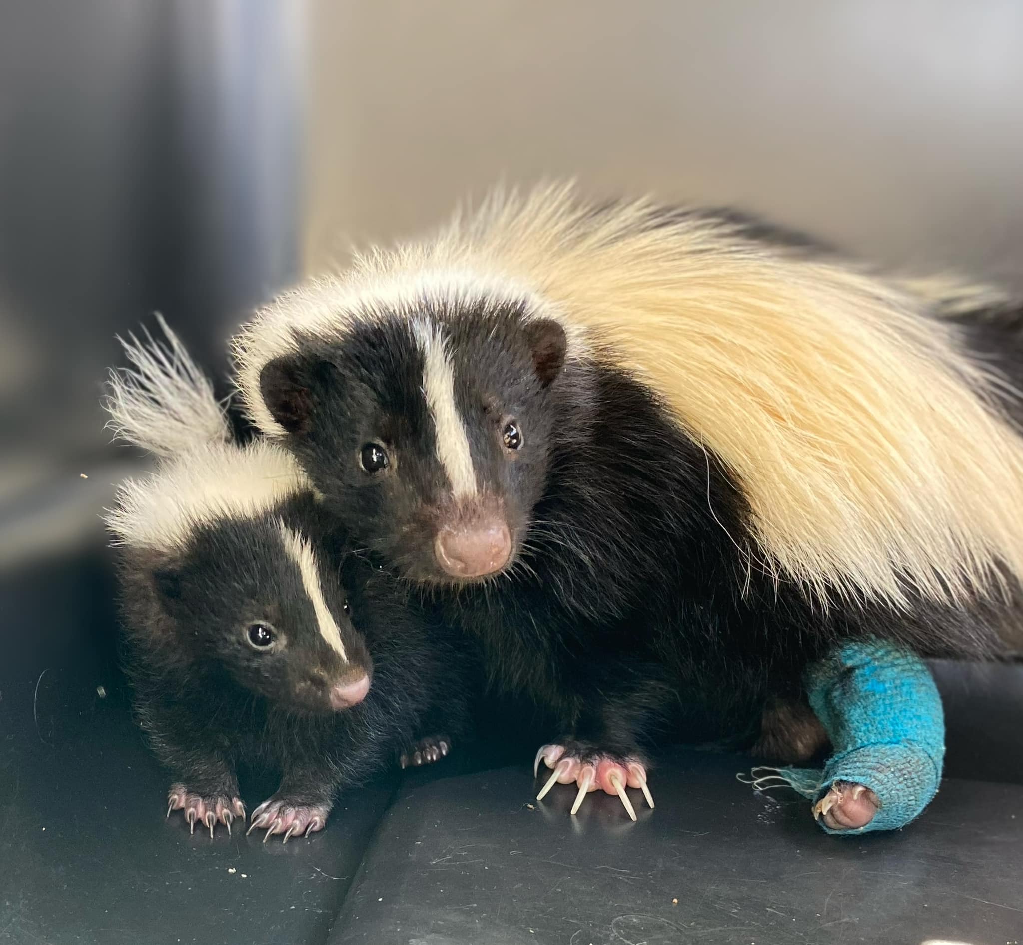 Injured mother skunk rescued from illegal leg trap adopts orphaned baby skunk and their story melts hearts Injured mother skunk rescued from illegal leg trap adopts orphaned baby skunk and their story melts hearts