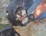 Mountain lion napping in homeowner’s backyard caught and safely relocated Mountain lion napping in homeowner’s backyard caught and safely relocated