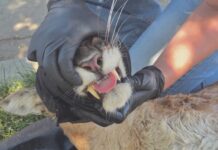 Mountain lion napping in homeowner’s backyard caught and safely relocated