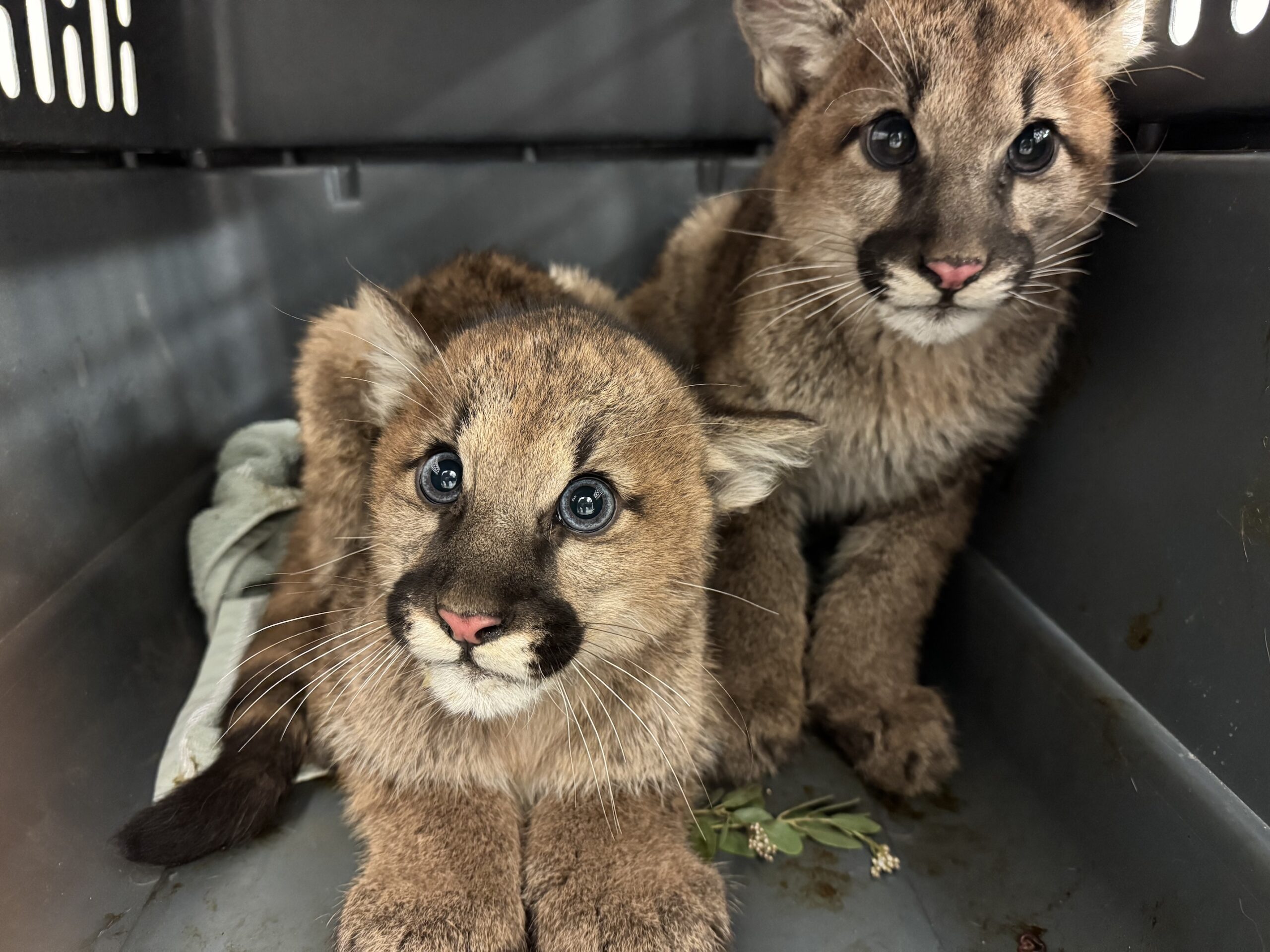Orphaned trio of mountain lion cubs rescued after mother killed by car