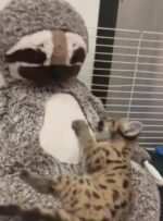 Three-week-old rescued mountain lion cub becomes internet sensation clawing his way into hearts