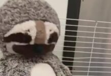 Three-week-old rescued mountain lion cub becomes internet sensation clawing his way into hearts