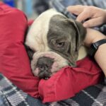 Poor pup discovered in cold dark garage without food or water living like a prisoner instead of family member