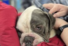 Poor pup discovered in cold dark garage without food or water living like a prisoner instead of family member