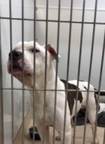 ‘Mr. Worldwide’ to be put to sleep after owner went to prison but veterinarian felt different