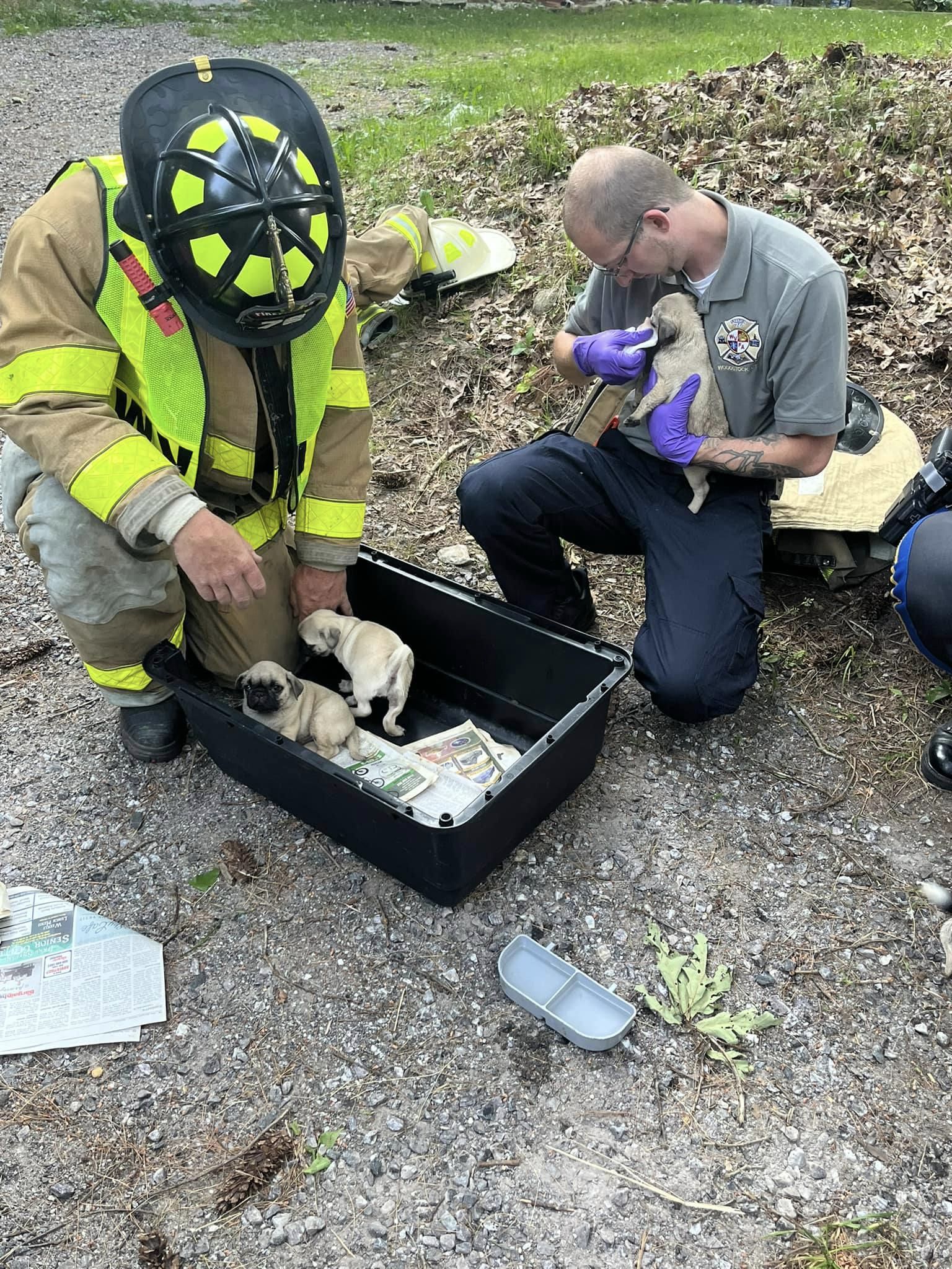 14 puppies rescued by Connecticut fire department after rollover crash