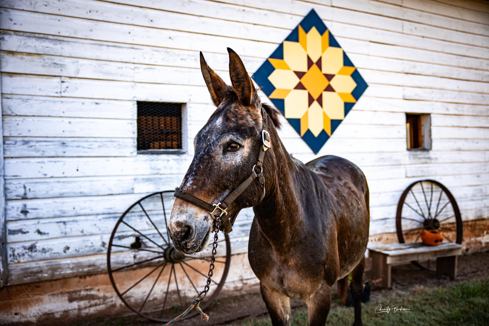 Three mules used to help Hurricane Helene victims access supplies struck and killed by semitruck on road Three mules used to help Hurricane Helene victims access supplies struck and killed by semitruck on road