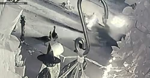 Residents in Florida community outraged after driver intentionally ran over Muscovy ducks