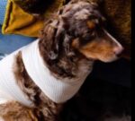 Family claims their pup was stabbed by crazed stranger during walk on NYC street