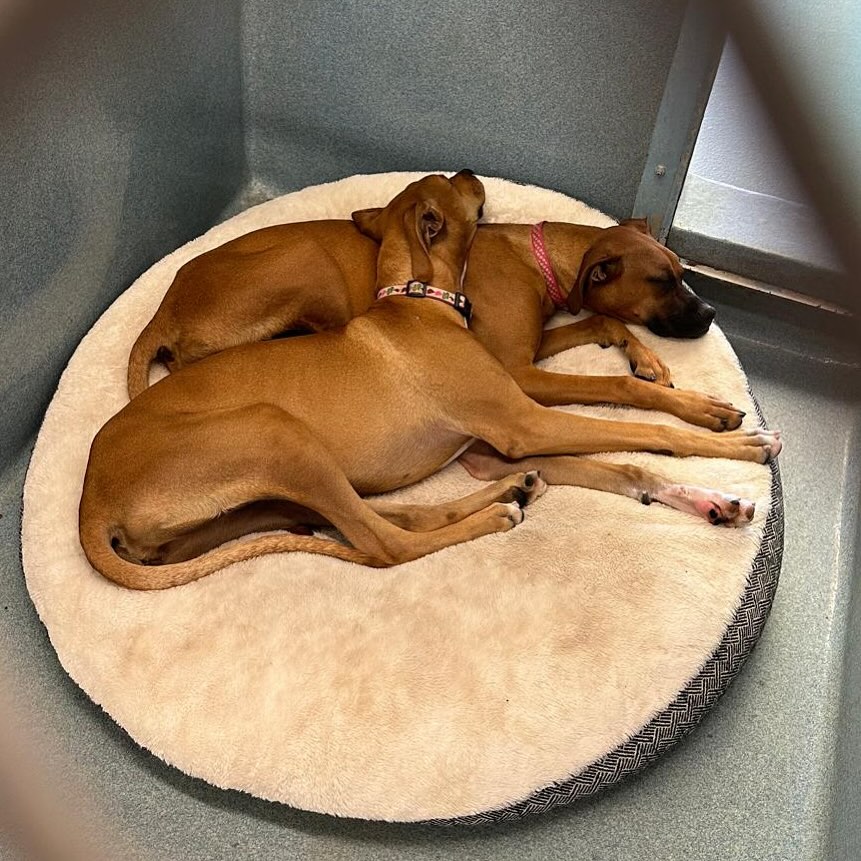 Bonded shelter puppies sleep together, play together and would love a home together