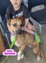 Tears shed as child holds tightly onto dog at shelter while parents surrender his friend