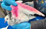 Heartbreaking rescue of bird dyed pink for gender reveal party reveals cruelty of such selfish act Heartbreaking rescue of bird dyed pink for gender reveal party reveals cruelty of such selfish act