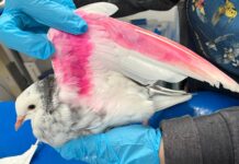 Heartbreaking rescue of bird dyed pink for gender reveal party reveals cruelty of such selfish act