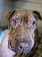 Neglected old soul with saddest eyes never lived indoors with bed of her own until now