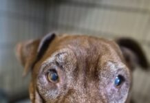 Neglected old soul with saddest eyes never lived indoors with bed of her own until now