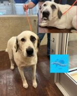 Dog used as lawn ornament never taught anything yet surrendered to shelter for ‘trying to escape’