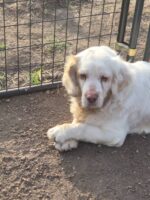 Breeder surrendered Clumber spaniel ready for real home with real people
