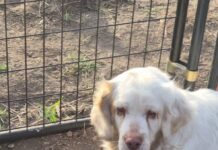 Breeder surrendered Clumber spaniel ready for real home with real people