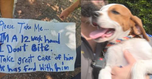 Abandoned puppy left in cage near busy overpass with note ‘please take me’
