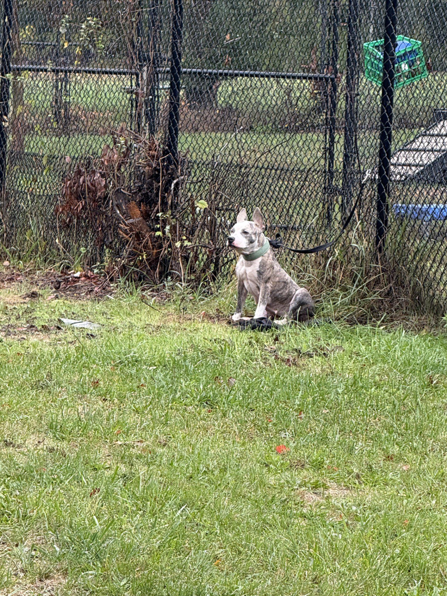 Abandoned dog left tied to fence during nor’easter pouring rain and wind