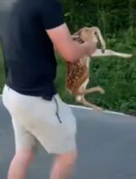 Ohio firemen rescue crying fawn from storm drain Ohio firemen rescue crying fawn from storm drain