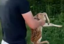 Ohio firemen rescue crying fawn from storm drain
