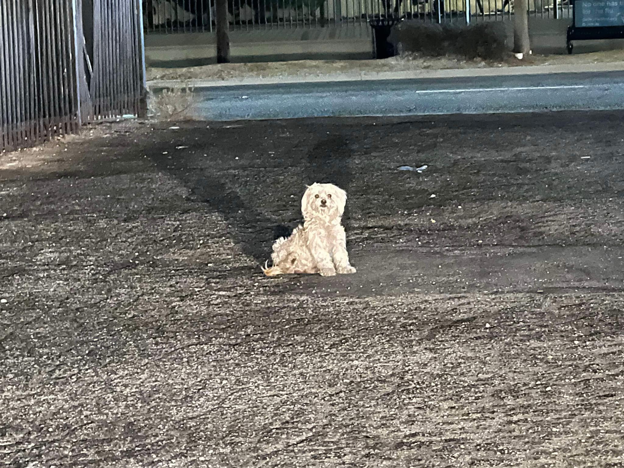 Heartless owner tossed 3 puppies into busy intersection and all they wanted was to go home