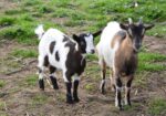 Brave woman fends off cougar attack on baby goats with one swift kick Brave woman fends off cougar attack on baby goats with one swift kick