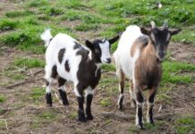 Brave woman fends off cougar attack on baby goats with one swift kick