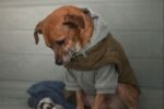 Family surrendered dog to shelter after dressing him up in hoodie