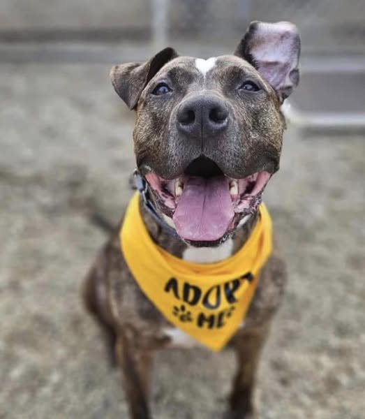 Sweetest dog has been overlooked at Ohio shelter for nearly 7 years and still not one adoption offer Sweetest dog has been overlooked at Ohio shelter for nearly 7 years and still not one adoption offer