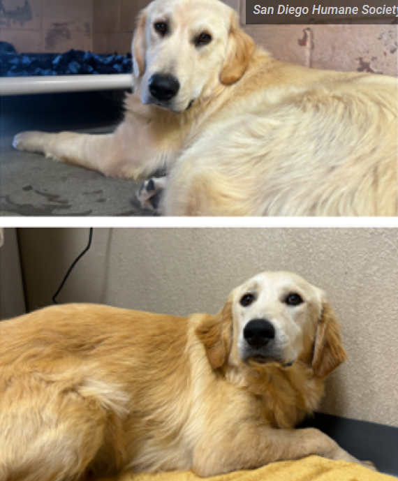 Golden retriever puppies left at Humane Society in San Diego remains mystery Golden retriever puppies left at Humane Society in San Diego remains mystery