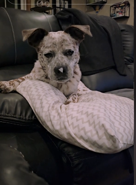 Video of adorable dog ‘Noodle’ giving her mom stink eye when she didn’t remove paper shred from her nose