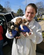 Virginia animal rescue asking for public’s help fostering 14 orphaned puppies