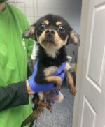 Little dog with whole lot of hope abandoned in crate outside of animal shelter