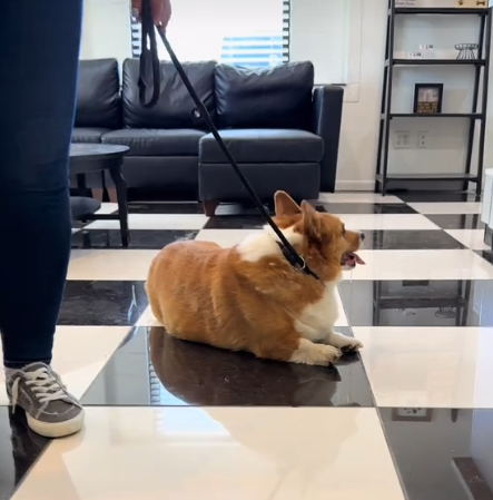 Senior pup thought he was meeting new friends but his heart shattered when he knew his humans surrendered him to shelter Senior pup thought he was meeting new friends but his heart shattered when he knew his humans surrendered him to shelter