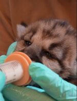 Rescued orphaned mountain lion cub to bond with another cub on the mend at Oakland Zoo