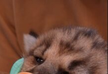 Rescued orphaned mountain lion cub to bond with another cub on the mend at Oakland Zoo