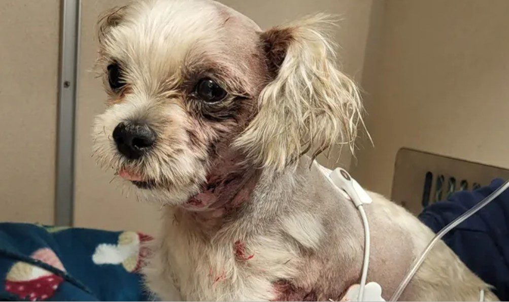 Tiny dog survived coyote attack after being snatched from front yard Tiny dog survived coyote attack after being snatched from front yard