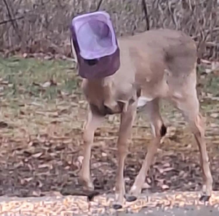 Saddest predicament for deer in Ohio with plastic container stuck over its head