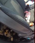 Ohio woman left German shepherd puppy in hot car for hours while she enjoyed the rides at amusement park Ohio woman left German shepherd puppy in hot car for hours while she enjoyed the rides at amusement park