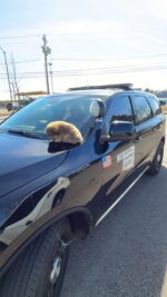 Oklahoma Highway Patrol goes above and beyond to rescue abandoned pup from busy roadway