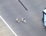 Police on unusual pursuit of 2 loose dogs playfully running down Oklahoma City highway Police on unusual pursuit of 2 loose dogs playfully running down Oklahoma City highway