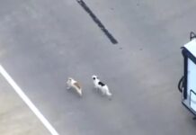 Police on unusual pursuit of 2 loose dogs playfully running down Oklahoma City highway